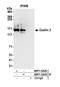 CASK Interacting Protein 2 antibody, NBP1-52629, Novus Biologicals, Western Blot image 