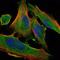 Delta Like Non-Canonical Notch Ligand 1 antibody, GTX60511, GeneTex, Immunofluorescence image 