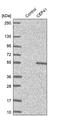 Centrosomal Protein 41 antibody, PA5-54974, Invitrogen Antibodies, Western Blot image 