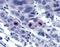 Centromere Protein U antibody, orb86483, Biorbyt, Immunohistochemistry paraffin image 