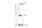 Synaptogyrin 1 antibody, 20874S, Cell Signaling Technology, Western Blot image 