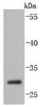 Caspase 14 antibody, NBP2-67877, Novus Biologicals, Western Blot image 