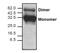 Adiponectin, C1Q And Collagen Domain Containing antibody, PA1-29901, Invitrogen Antibodies, Western Blot image 