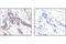 Tubulin Alpha 1b antibody, 2144S, Cell Signaling Technology, Immunohistochemistry paraffin image 