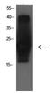 Cystatin C antibody, GTX34337, GeneTex, Western Blot image 