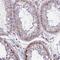 Transcription Elongation Factor A Like 3 antibody, NBP2-54723, Novus Biologicals, Immunohistochemistry frozen image 