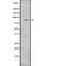 Tripartite Motif Containing 28 antibody, abx147438, Abbexa, Western Blot image 