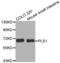 Plastin 1 antibody, abx002618, Abbexa, Western Blot image 