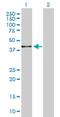 Betaine--Homocysteine S-Methyltransferase 2 antibody, H00023743-D01P, Novus Biologicals, Western Blot image 