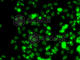 SECIS Binding Protein 2 antibody, A6736, ABclonal Technology, Immunofluorescence image 