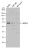 NPR3 Like, GATOR1 Complex Subunit antibody, PA5-78244, Invitrogen Antibodies, Western Blot image 