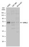 NPR3 Like, GATOR1 Complex Subunit antibody, PA5-78244, Invitrogen Antibodies, Western Blot image 