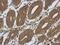 Signal Regulatory Protein Alpha antibody, NBP2-20370, Novus Biologicals, Immunohistochemistry frozen image 