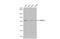 Oxysterol Binding Protein Like 5 antibody, GTX118036, GeneTex, Western Blot image 