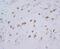 Neuropeptide Y Receptor Y1 antibody, PA1130, Boster Biological Technology, Immunohistochemistry frozen image 