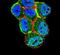 Serine/Threonine Kinase 11 antibody, PA5-14072, Invitrogen Antibodies, Immunofluorescence image 