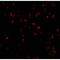 Interleukin 23 Subunit Alpha antibody, GTX85496, GeneTex, Immunofluorescence image 