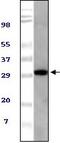 ASPSCR1 Tether For SLC2A4, UBX Domain Containing antibody, 32-195, ProSci, Enzyme Linked Immunosorbent Assay image 