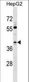 Transcription Elongation Factor A3 antibody, LS-C161762, Lifespan Biosciences, Western Blot image 