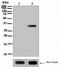 Replication Protein A2 antibody, ab109394, Abcam, Western Blot image 