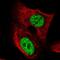 Transcription Elongation Regulator 1 antibody, NBP2-57767, Novus Biologicals, Immunofluorescence image 