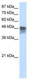 RNA Binding Motif Single Stranded Interacting Protein 3 antibody, TA345704, Origene, Western Blot image 