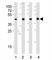 Isocitrate Dehydrogenase (NADP(+)) 1, Cytosolic antibody, F50422-0.4ML, NSJ Bioreagents, Immunohistochemistry frozen image 