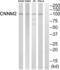 Cyclin And CBS Domain Divalent Metal Cation Transport Mediator 2 antibody, abx015115, Abbexa, Western Blot image 