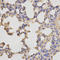 Glycogen Synthase 1 antibody, A03512-1, Boster Biological Technology, Western Blot image 