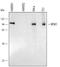 Ribosomal protein S6 kinase alpha-5 antibody, AF2518, R&D Systems, Western Blot image 
