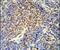OTU Deubiquitinase 4 antibody, PA5-25888, Invitrogen Antibodies, Immunohistochemistry paraffin image 