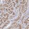 Coiled-Coil Domain Containing 73 antibody, NBP2-32641, Novus Biologicals, Immunohistochemistry frozen image 