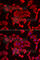 Sodium-dependent phosphate transporter 2 antibody, A6739, ABclonal Technology, Immunofluorescence image 
