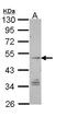 G Protein-Coupled Receptor 137B antibody, LS-C185955, Lifespan Biosciences, Western Blot image 