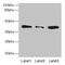 Sarcoglycan Alpha antibody, CSB-PA623086LA01HU, Cusabio, Western Blot image 