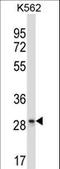 Leukocyte Associated Immunoglobulin Like Receptor 1 antibody, LS-C165668, Lifespan Biosciences, Western Blot image 