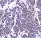 Ras-related protein Rab-27A antibody, A01608-1, Boster Biological Technology, Immunohistochemistry frozen image 