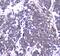 RAB27A, Member RAS Oncogene Family antibody, A01608-1, Boster Biological Technology, Immunohistochemistry frozen image 