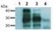 PRP antibody, 11-593-C100, EXBIO Antibodies, Western Blot image 