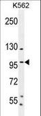 Sp1 Transcription Factor antibody, LS-C161407, Lifespan Biosciences, Western Blot image 