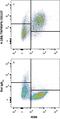 TNF Receptor Superfamily Member 9 antibody, MAB937, R&D Systems, Western Blot image 