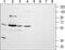 Cholinergic Receptor Muscarinic 5 antibody, PA5-77484, Invitrogen Antibodies, Western Blot image 
