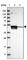 TRNA Splicing Endonuclease Subunit 2 antibody, HPA027120, Atlas Antibodies, Western Blot image 