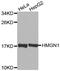 High Mobility Group Nucleosome Binding Domain 1 antibody, MBS127775, MyBioSource, Western Blot image 