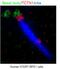 Tectonic Family Member 1 antibody, 15004-1-AP, Proteintech Group, Immunofluorescence image 