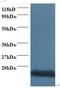 Cytochrome C Oxidase Subunit 5A antibody, LS-B10651, Lifespan Biosciences, Western Blot image 