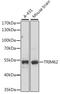 Tripartite Motif Containing 62 antibody, A15855, ABclonal Technology, Western Blot image 