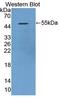 Death Associated Protein Kinase 3 antibody, LS-C373328, Lifespan Biosciences, Western Blot image 
