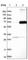 Arylsulfatase D antibody, HPA004694, Atlas Antibodies, Western Blot image 