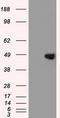 GATA Binding Protein 4 antibody, LS-C784144, Lifespan Biosciences, Western Blot image 